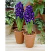 Hiacynt Blue Magic - GIGA paczka! - 150 szt.