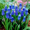 Szafirek Muscari Dark Eyes - GIGA paczka! - 250 szt.