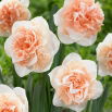 Narcyz pełny Flower Surprise - GIGA paczka! - 250 szt.
