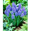 Szafirek Muscari Blue Spike - GIGA paczka - 500 szt.