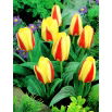 Tulipan Gluck - GIGA paczka! - 250 szt.