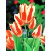 Tulipan Sylvia Warder - GIGA paczka! - 250 szt.