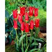 Tulipan Aladdin - GIGA paczka! - 250 szt.