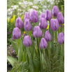 Tulipan Alibi - GIGA paczka! - 250 szt.