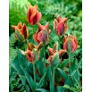 Tulipan Artist - GIGA paczka! - 250 szt.