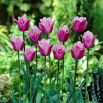 Tulipan Blue Heron - GIGA paczka! - 250 szt.