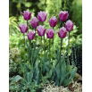 Tulipan Blue Heron - GIGA paczka! - 250 szt.