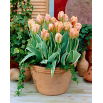 Tulipan China Town - GIGA paczka! - 250 szt.