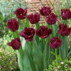 Tulipan Gorilla - GIGA paczka! - 250 szt.