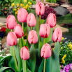 Tulipan Pink Impression - GIGA paczka! - 250 szt.