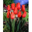 Tulipan Temple of Beauty - GIGA paczka! - 250 szt.