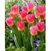Tulipan Tom Pouce - GIGA paczka! - 250 szt.