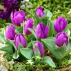 Tulipan Baby Blue - GIGA paczka! - 250 szt.