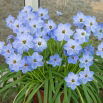 Ipheion - Ifejon - Rolf Fiedler - GIGA paczka! - 500 szt.
