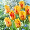 Tulipan Olympic Flame - GIGA paczka! - 250 szt.