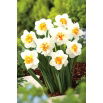 Narcyz pełny Flower Drift - GIGA paczka! - 250 szt.