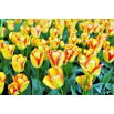 Tulipan Cape Town - GIGA paczka! - 250 szt.