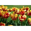 Tulipan El Cid - GIGA paczka! - 250 szt.