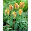Tulipan Golden Artist - GIGA paczka! - 250 szt.
