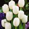 Tulipan White Dream - GIGA paczka! - 250 szt.