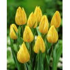 Tulipan Yokohama - GIGA paczka! - 250 szt.