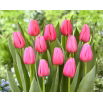 Tulipan Big Love - GIGA paczka! - 250 szt.