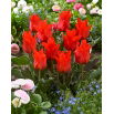 Tulipan Red Riding Hood - GIGA paczka! - 250 szt.