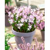 Śnieżnik Chionodoxa forbesii Pink Giant - GIGA paczka! - 500 szt.