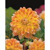 Dalia - Peaches and Cream - GIGA paczka! - 50 szt.