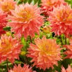Dalia - Omega - GIGA paczka! - 50 szt.