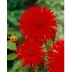 Dalia - Apache - GIGA paczka! - 50 szt.