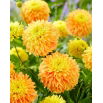 Dalia - Deep Impact - GIGA paczka! - 50 szt.