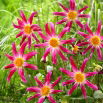 Dalia - Honka Pink - GIGA paczka! - 50 szt.