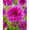Dalia - Purple Taiheijo - GIGA paczka! - 50 szt.