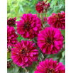 Dalia - Purple Haze - GIGA paczka! - 50 szt.