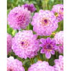 Dalia - Blue Wish - GIGA paczka! - 50 szt.