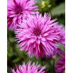 Dalia - Striped Ambition - GIGA paczka! - 50 szt.