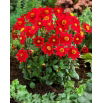 Dalia - Topmix Reddy - GIGA paczka! - 50 szt.
