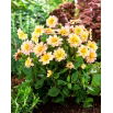 Dalia - Topmix Apricot - GIGA paczka! - 50 szt.
