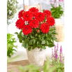 Dalia - Heatwave - GIGA paczka! - 50 szt.