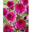 Dalia - Richards Fortune - GIGA paczka! - 50 szt.