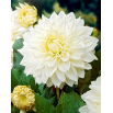 Dalia - White Perfection
