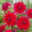 Dalia - Jocondo