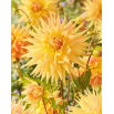 Dalia - Penhill Autumn Shade