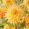 Dalia - Penhill Autumn Shade