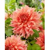 Dalia - Fairway Spur