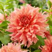 Dalia - Fairway Spur