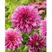 Dalia - Arthur Hambley - GIGA paczka! - 50 szt.