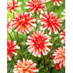 Dalia - Dynamite - GIGA paczka! - 50 szt.
