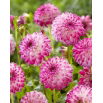 Dalia - Pink Isa - GIGA paczka! - 50 szt.